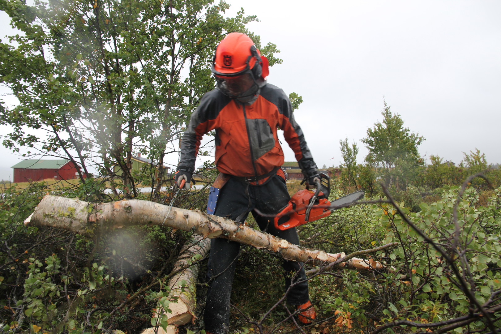 Dugnad mot gjengroing av fjellet